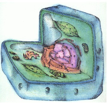 Клетка растительная